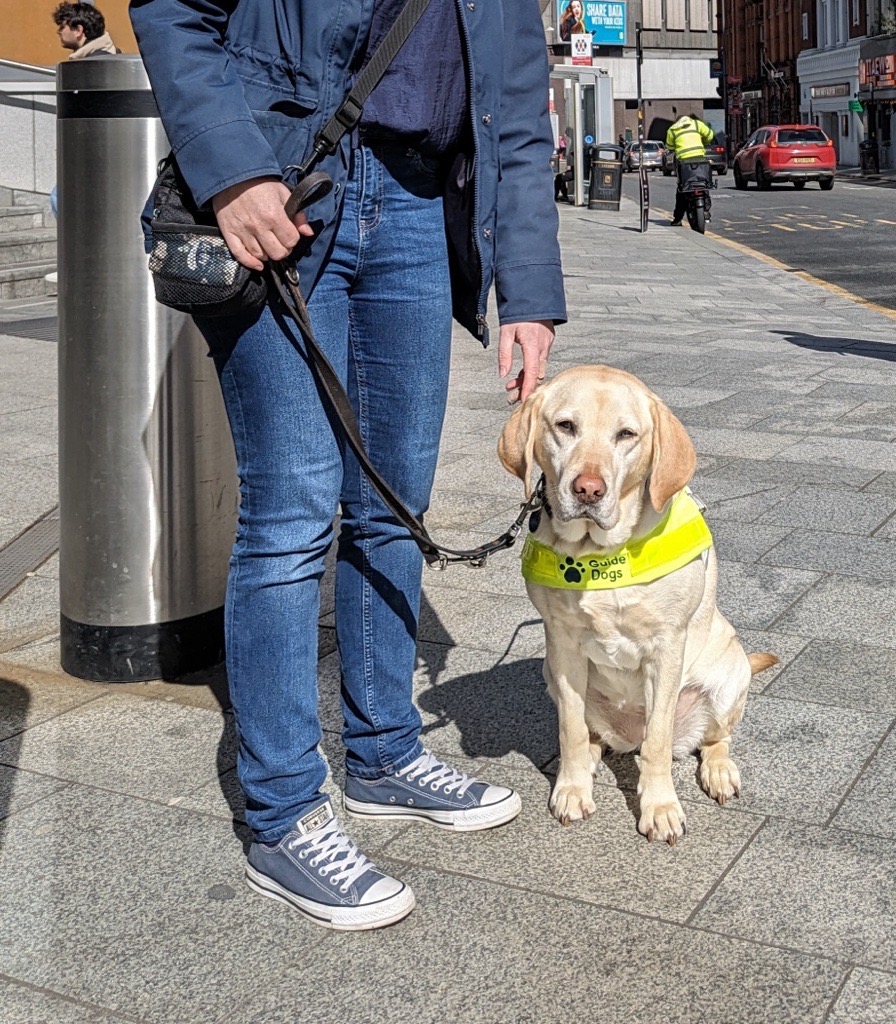 A picture of guide dog Pebble.