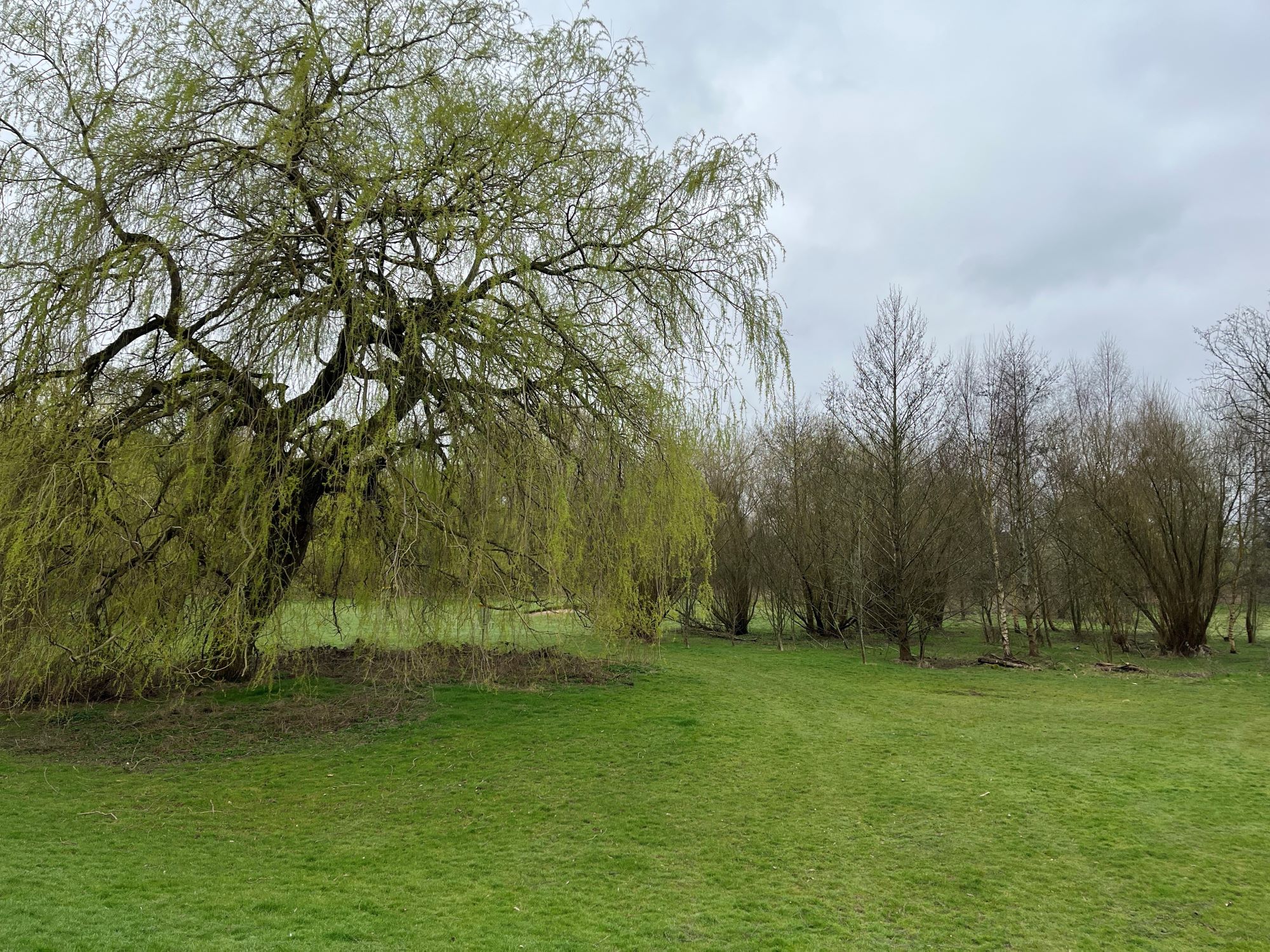 A picture of a section of Beacon Park where one of our nature enhancement projects is taking place.