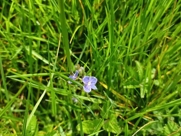 Purple flower in the grass