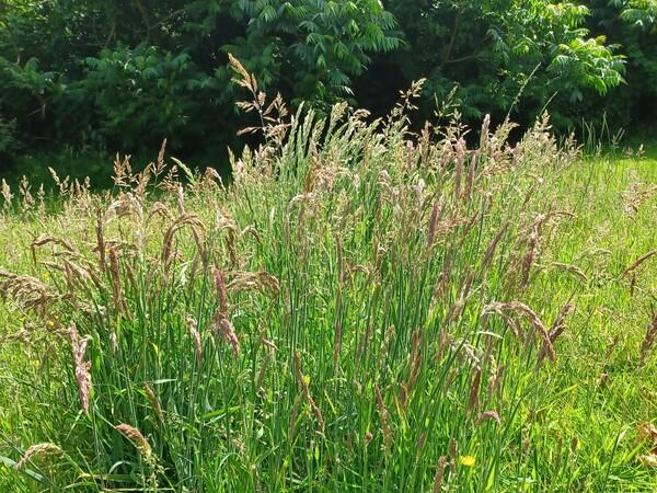 Long grass at Chaseview Park