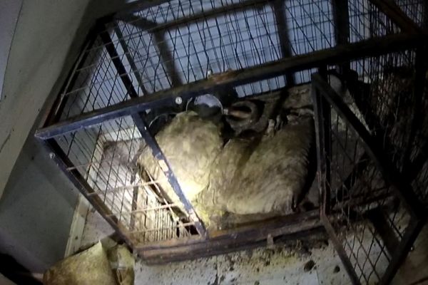 A picture of one of the dog cages containing faeces found in a Lichfield property.