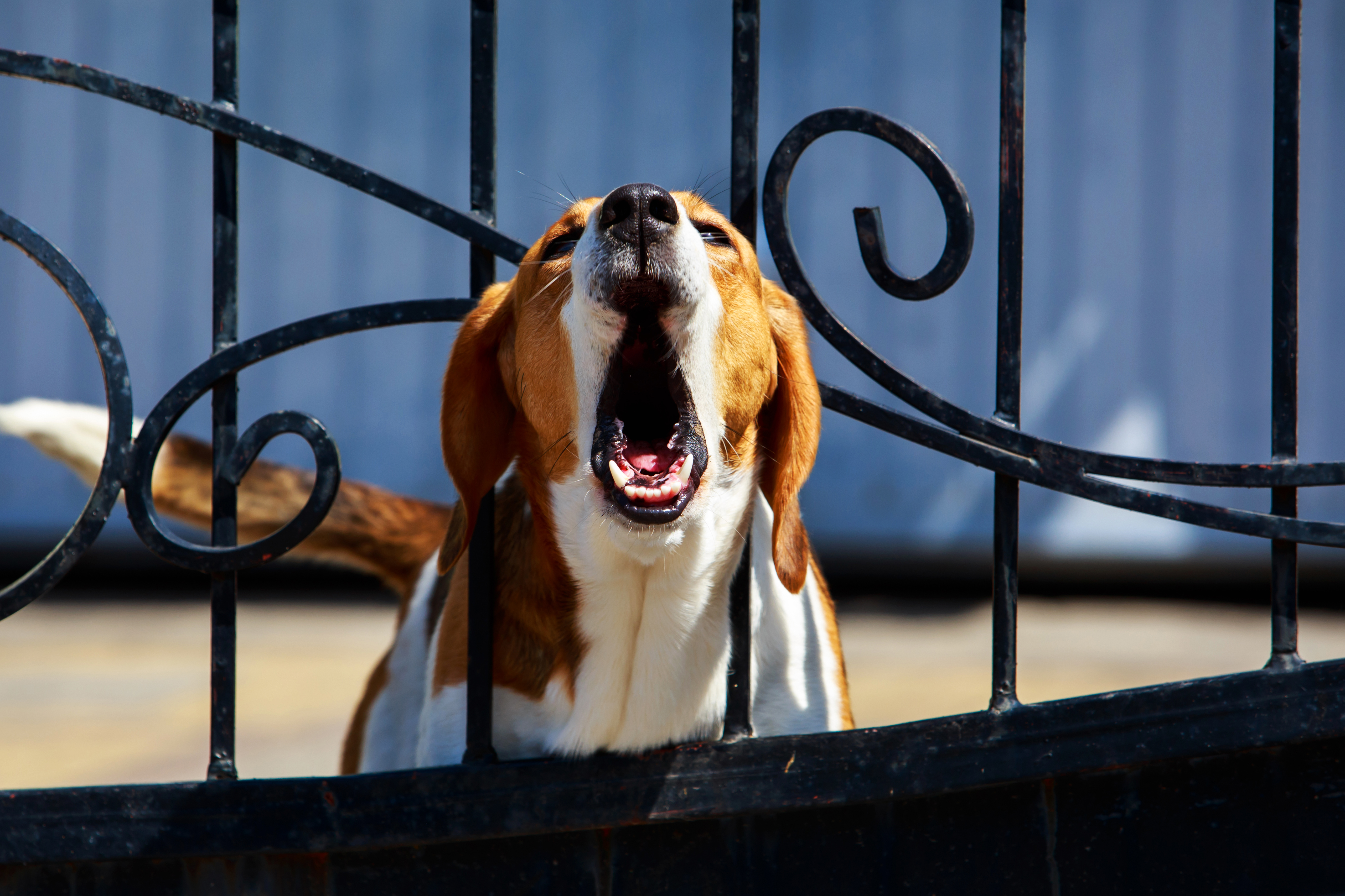 Dogs barking during the day and night 'amounted to a nuisance'.