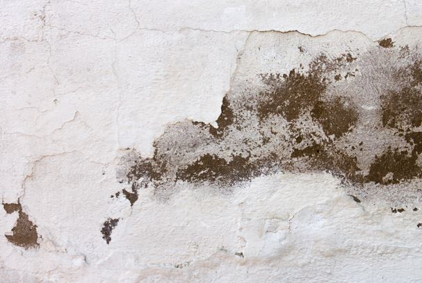 Damp and mould