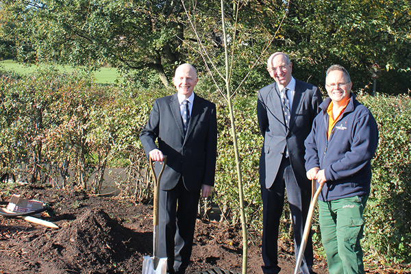 three men, two with spades, stand next to young tree