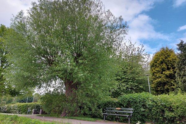 Willow tree with blue sky overhead