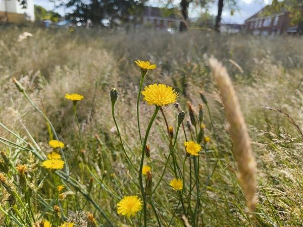 Yellow dandelions in the grass