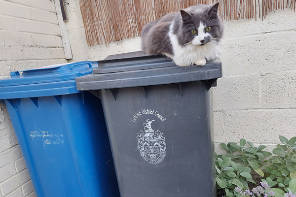 Cute grey and white cat on black bin next to blue bin