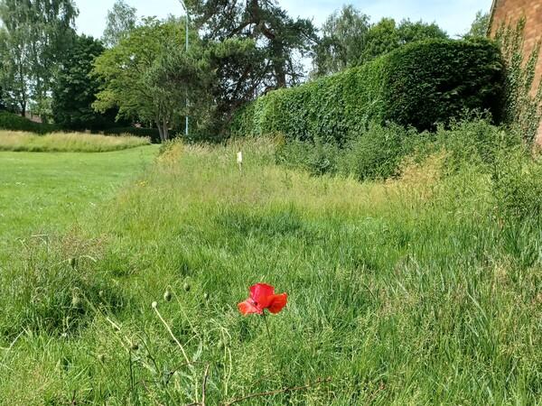Red poppy in the grass