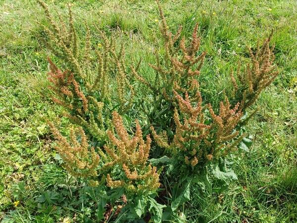 A dock plant in the grass
