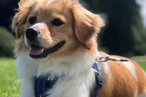 Cute dog on harness lead
