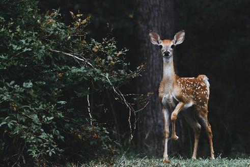 Wildlife, deer, unsplash