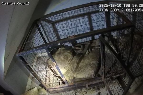 A picture of a dog cage, faeces and mouse droppings.