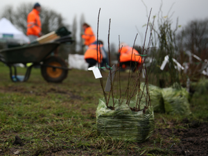 Tree planting