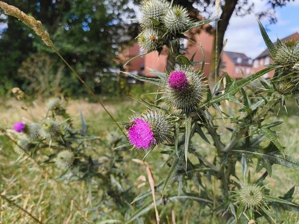 A pink flower with spiky leaves