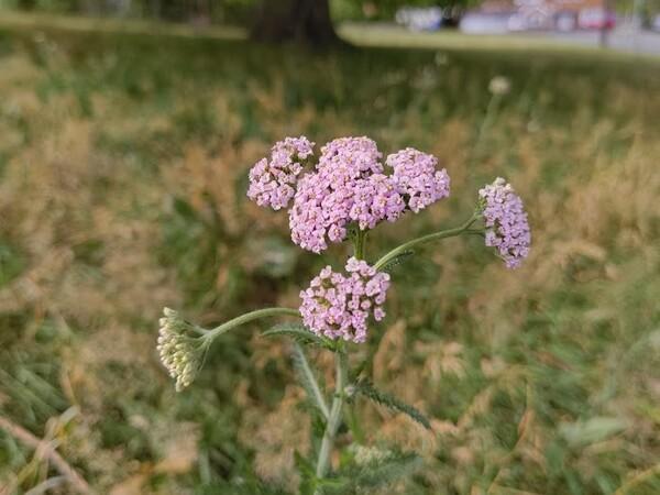 Pink flowers in the grass