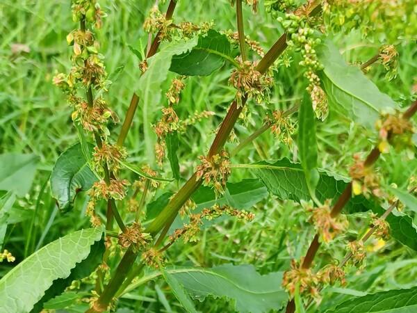 A dock plant in the grass