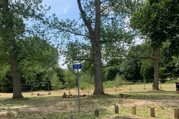 A photo of the trees being felled.