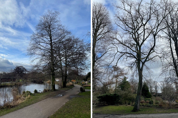 Beech tree and lime tree