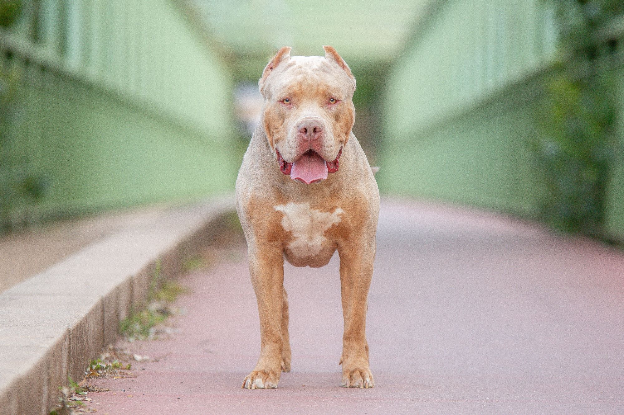 A photo of an XL Bully dog