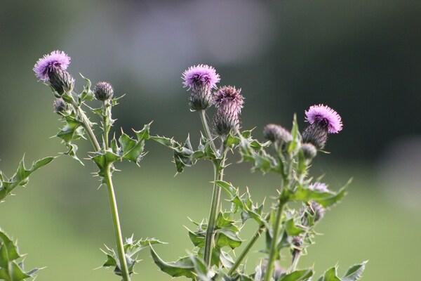 Nettles with pink flowers