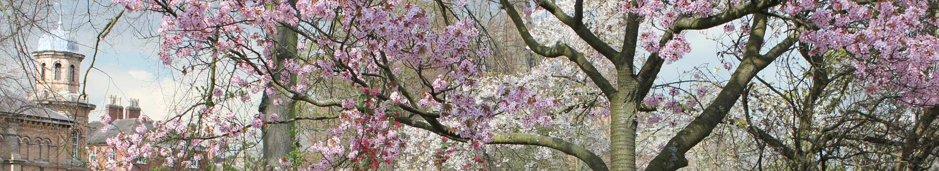 Beacon park blossom tree