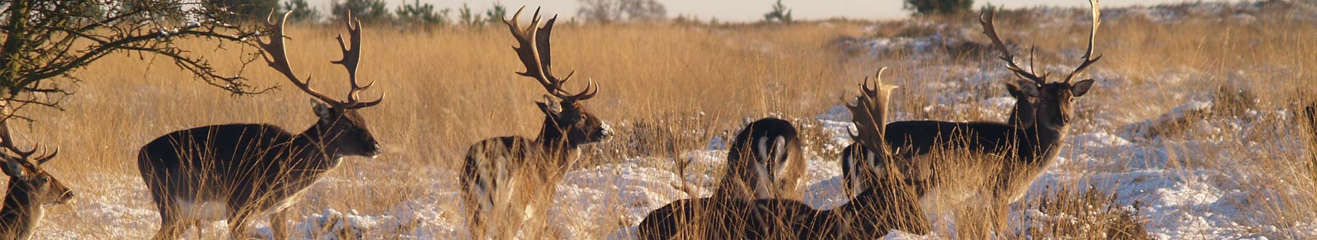 Deer in winter