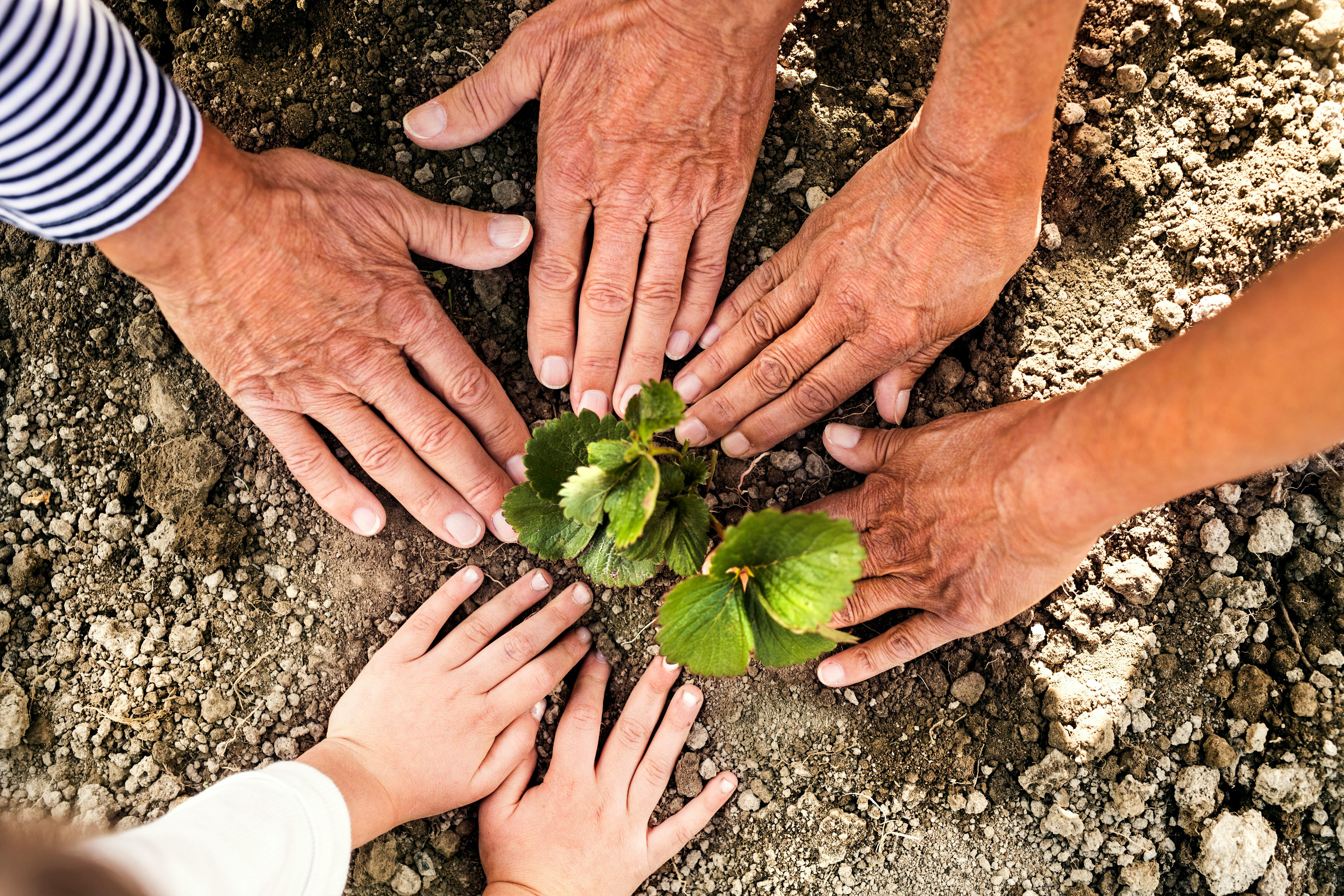 Six hands in the soil around a plan shoot