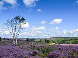 Cannock Chase SAC is protected Heathland