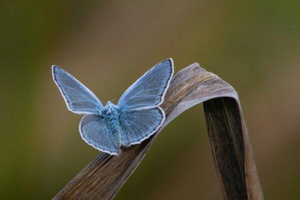 Blue moth on a reed