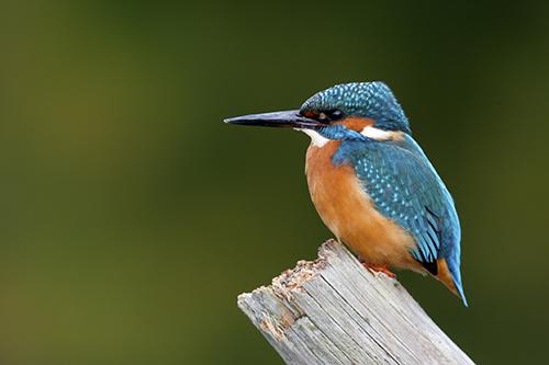 kingfisher perching on log
