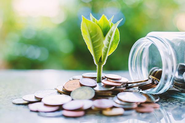 plant growing out of money