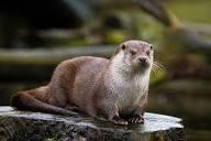 Otters are found in the River Mease