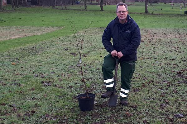 Gardener planting tree in Beacon Park