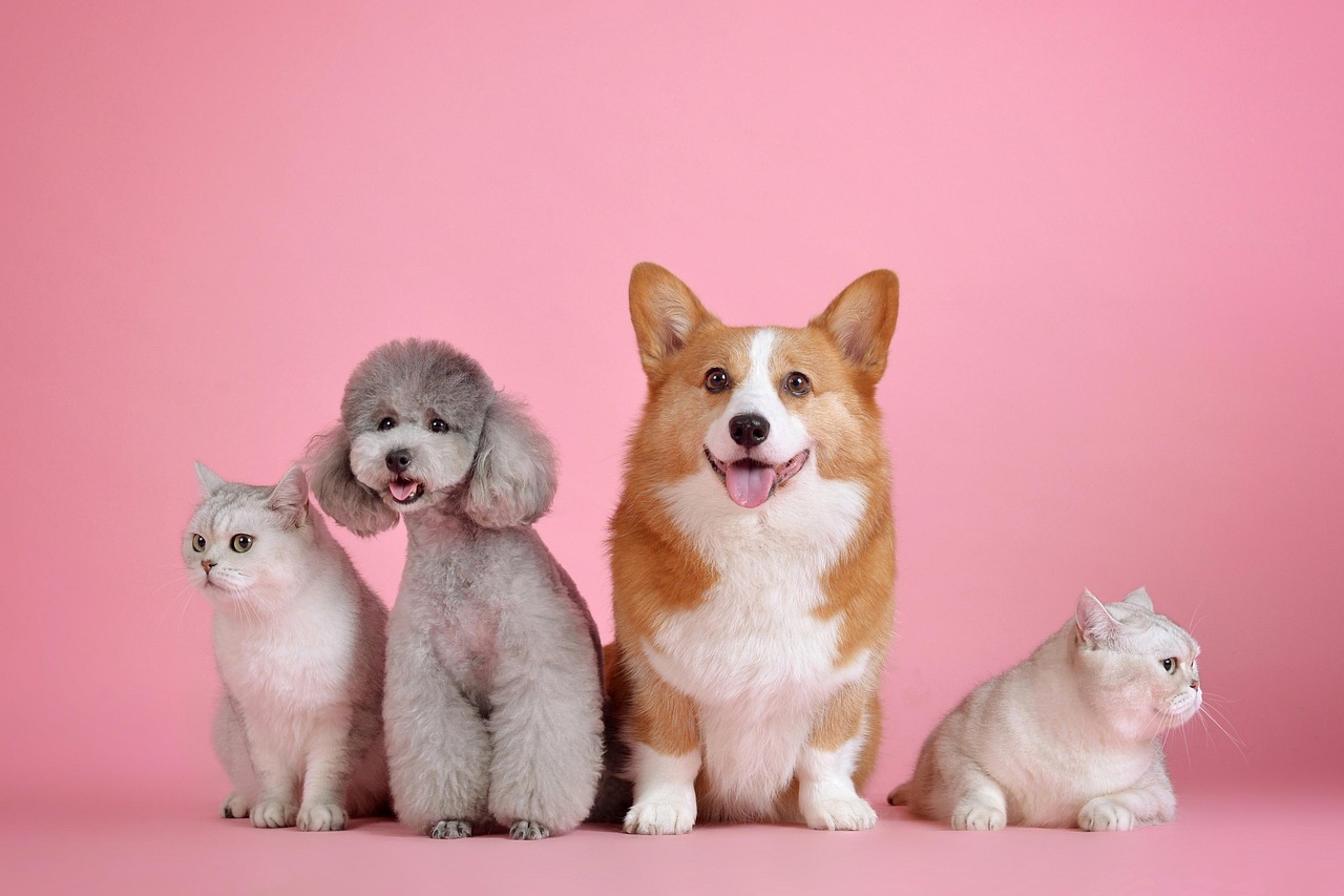 A group of pets including a dogs and cats