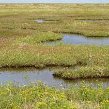 Pasturefields SAC is a protected Salt Marsh