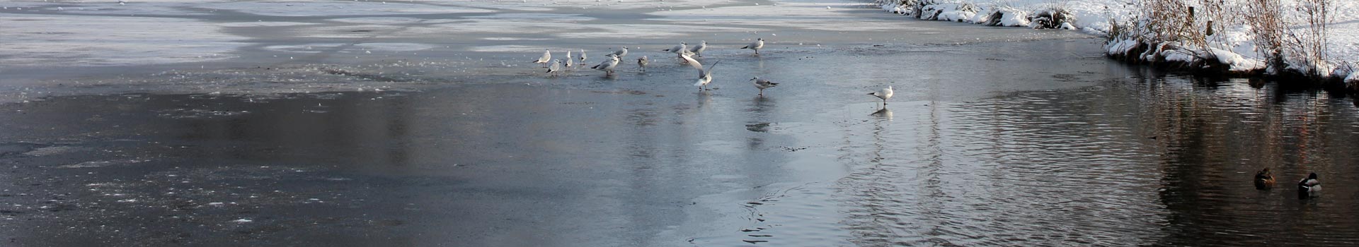 Seagulls on an icy Beacon Pool