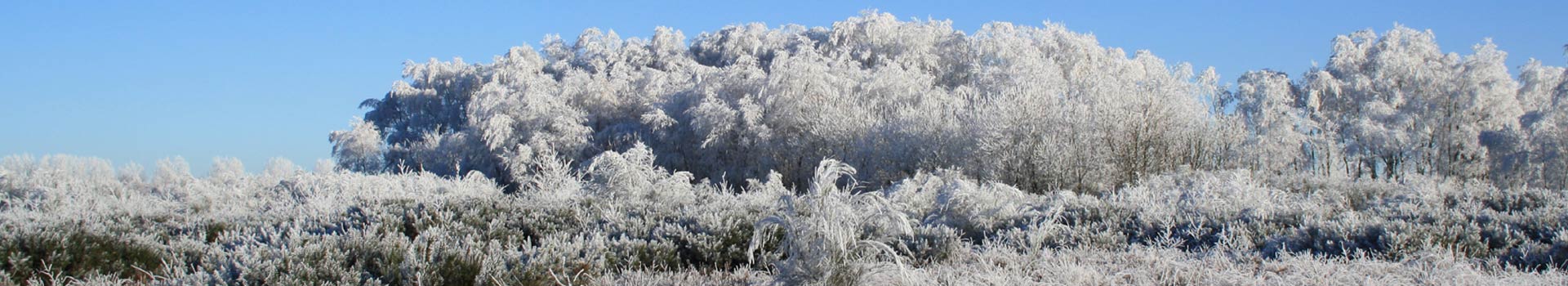 Winter heath
